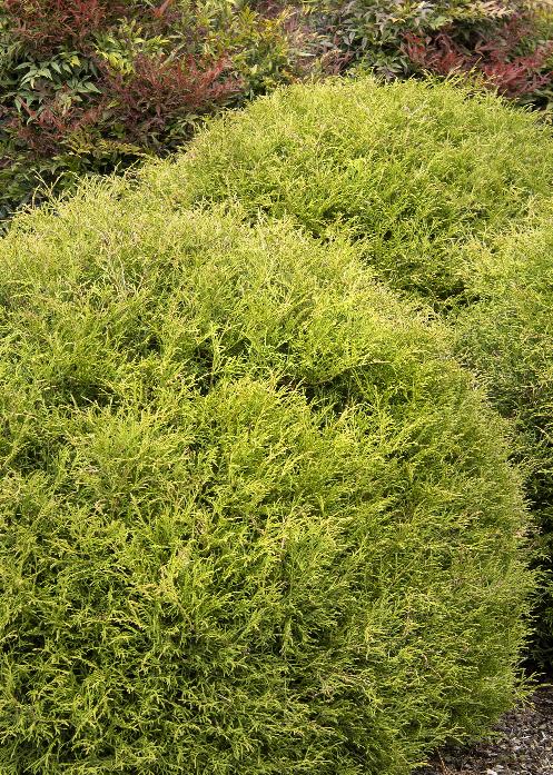 Mr. Bowling Ball® Arborvitae