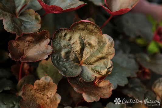 'Carnival Black Olive' Coral Bells