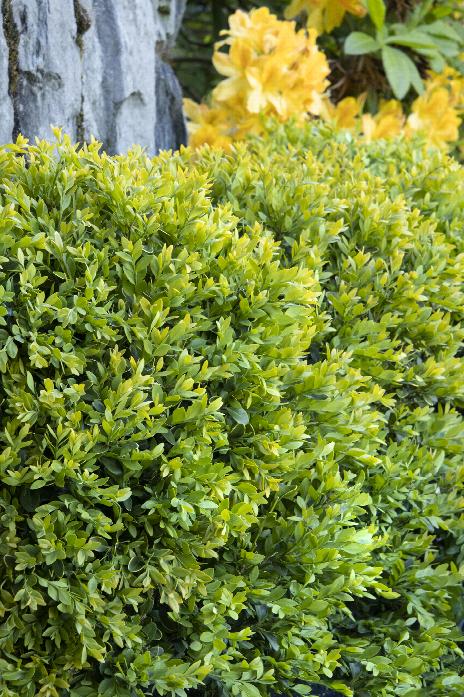 Chicagoland Green Boxwood