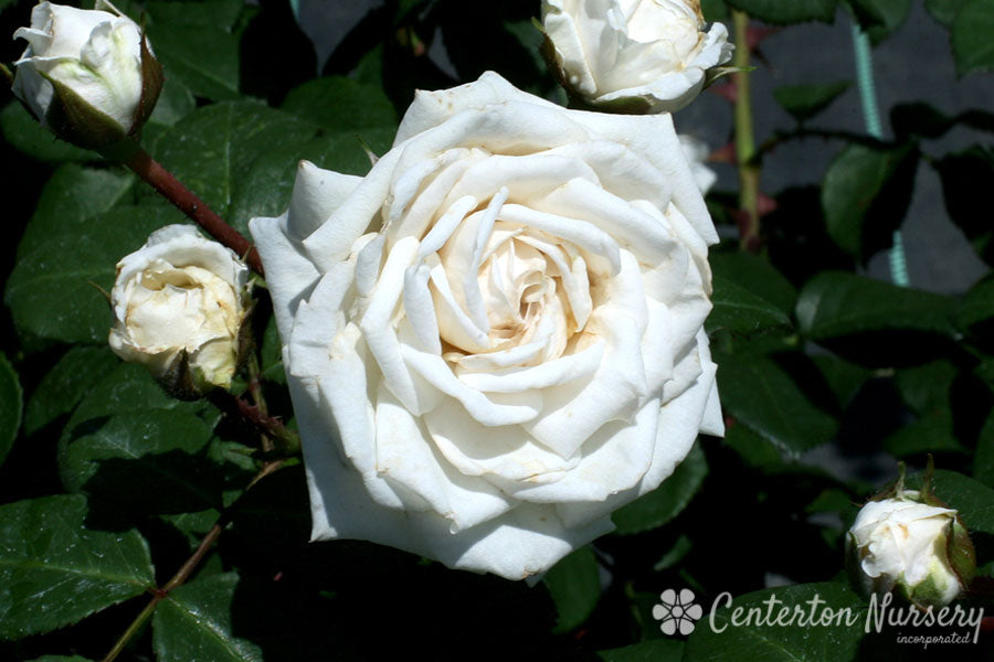 Cloud 10 Climbing Rose