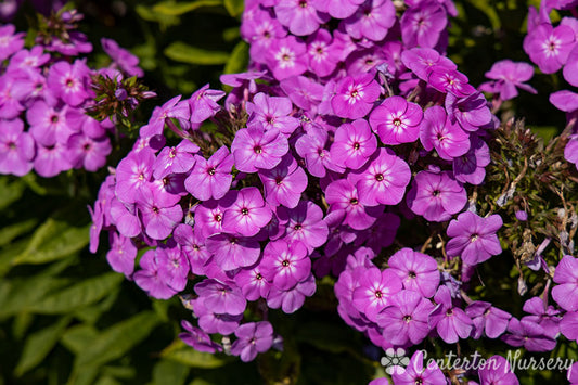 'Cover Girl' Garden Phlox