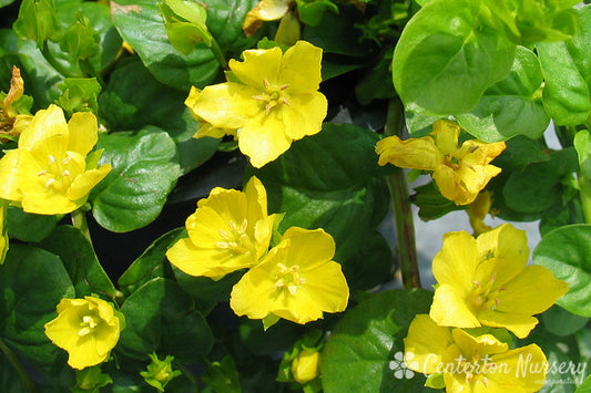 Creeping Jenny