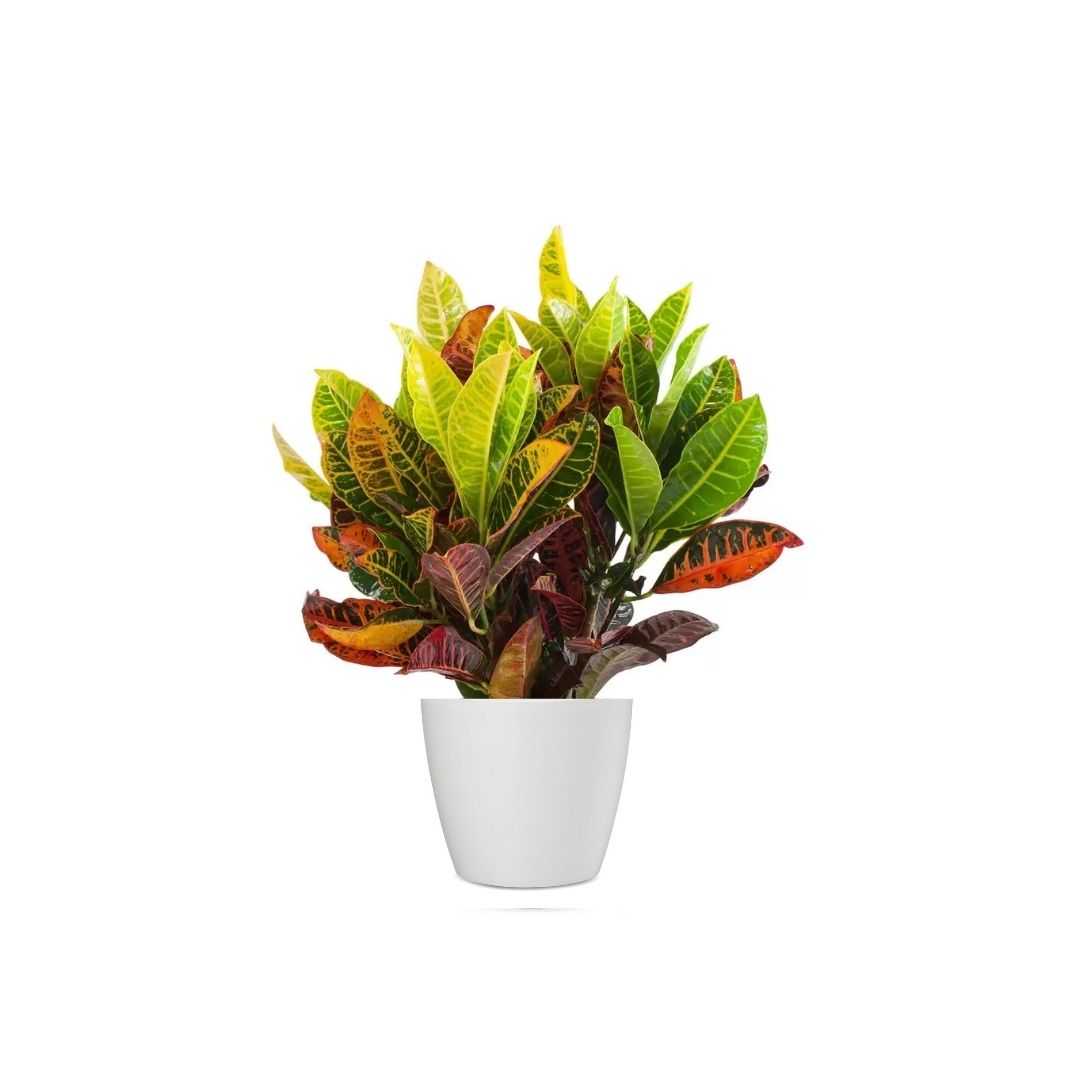 Croton Petra