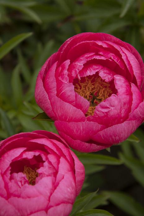 Cytherea Peony