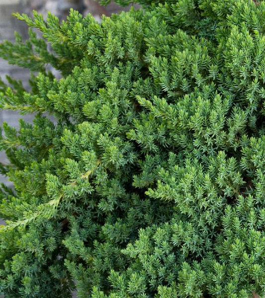 Dwarf Japanese Garden Juniper