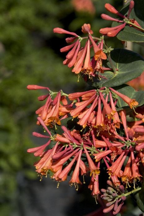 Dropmore Scarlet Trumpet Honeysuckle