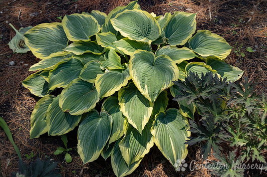 'Drop Dead Gorgeous' Hosta