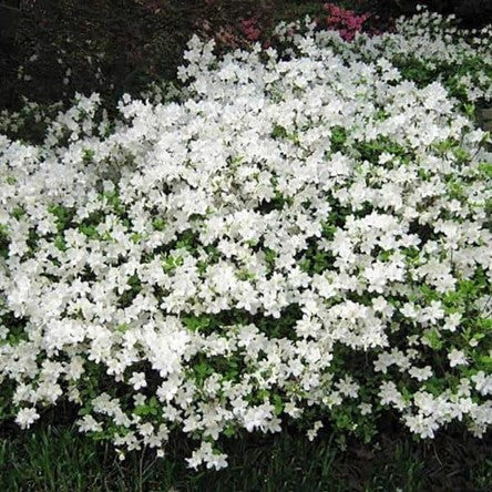 Delaware Valley White Azalea