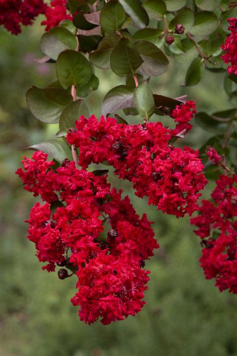 Dynamite® Crape Myrtle