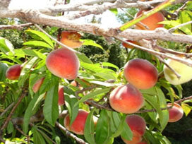 Early Elberta Peach Tree