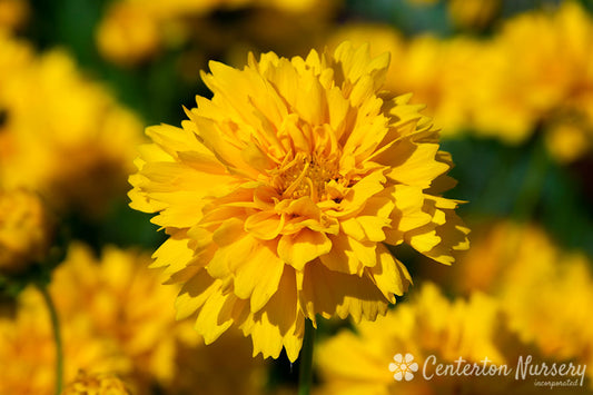 'Early Sunrise' Gold Broadleaf Coreopsis