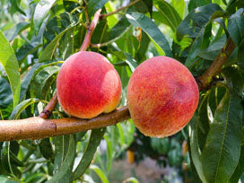 Elberta Peach Tree