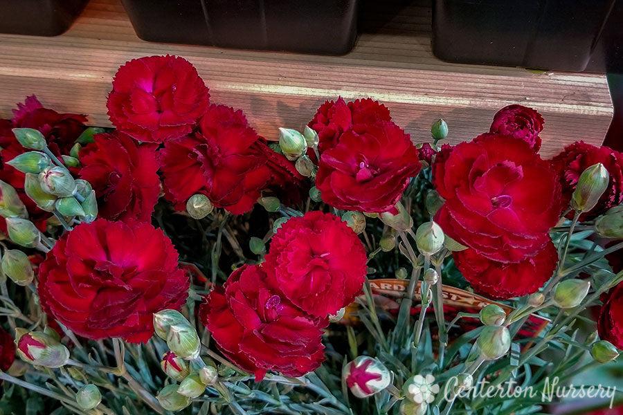 'Electric Red' Reblooming Dianthus