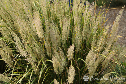 Feather Fabulous Feather Reed Grass