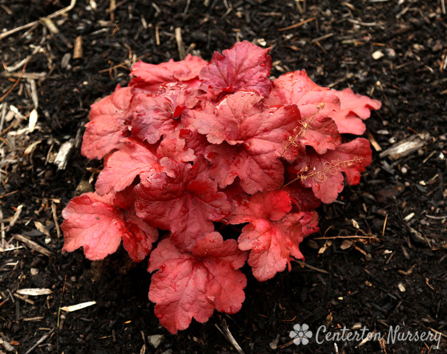 'Fire Alarm' Coral Bells