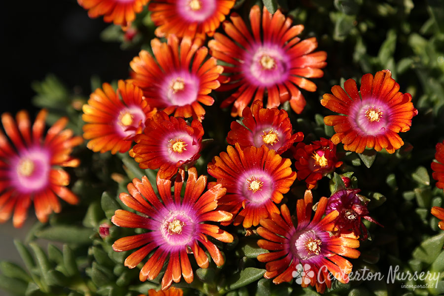Firespinner Hardy Ice Plant