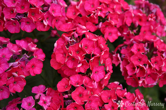 'Flame Red' Garden Phlox