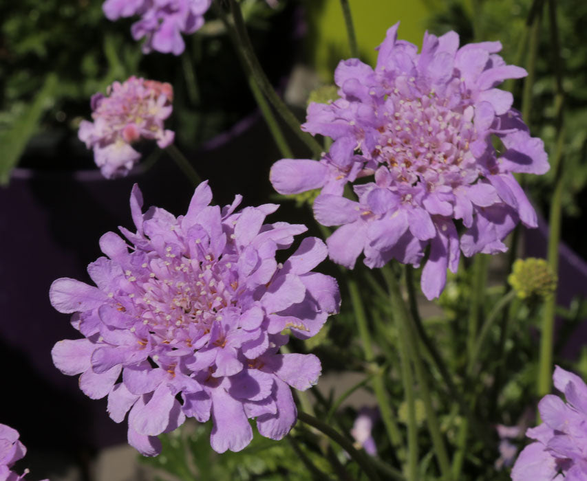 'Flutter Deep Blue' Pincushion Flower