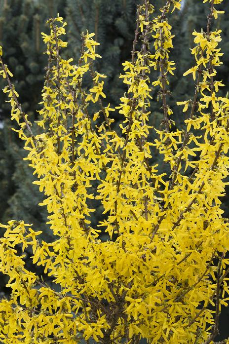 Lynwood gold Forsythia