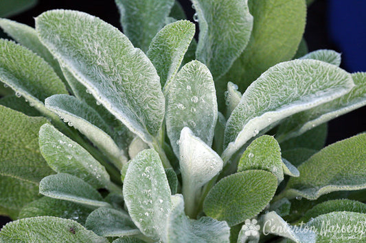 Stachys 'Fuzzy Wuzzy'