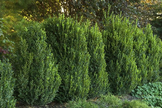 Green Mountain Boxwood