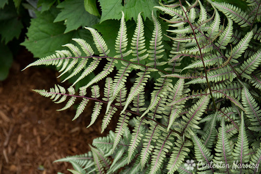 'Godzilla' Painted Fern