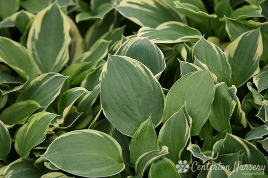 'Golden Tiara' Hosta