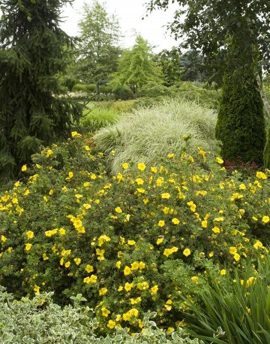 Goldfinger Potentilla