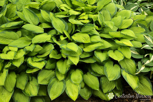 'Gold Standard' Hosta