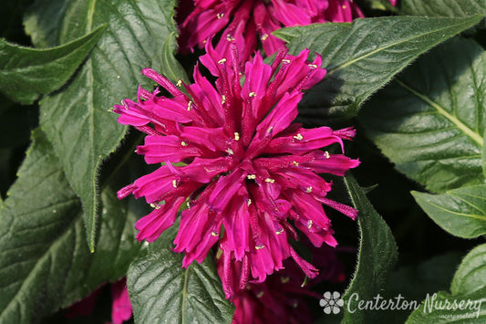 'Grape Gumball' Bee Balm