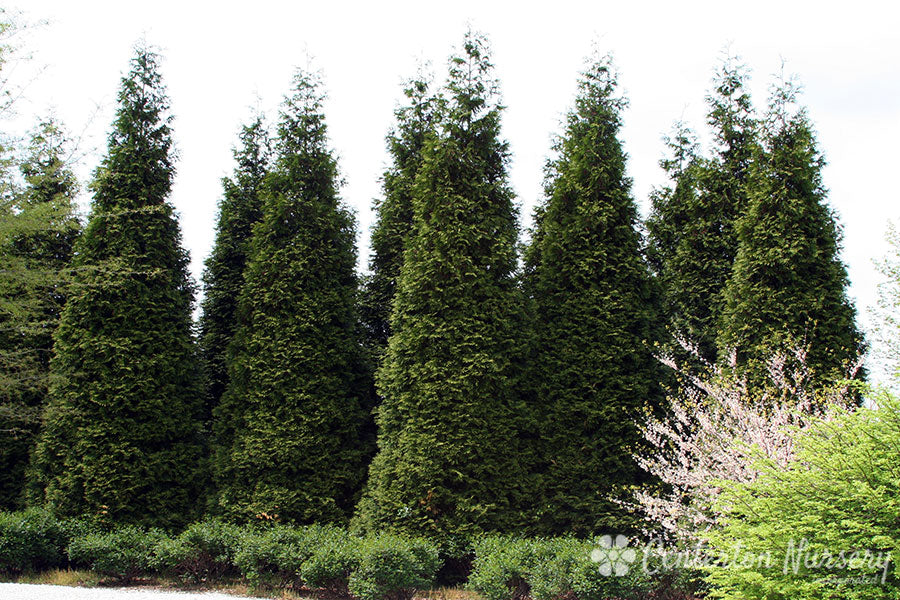 'Green Giant' Hedge Arborvitae