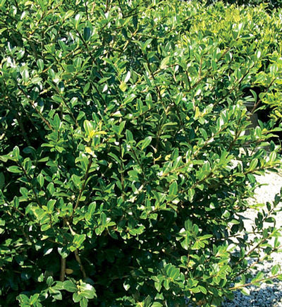 Green Lustre Japanese Holly