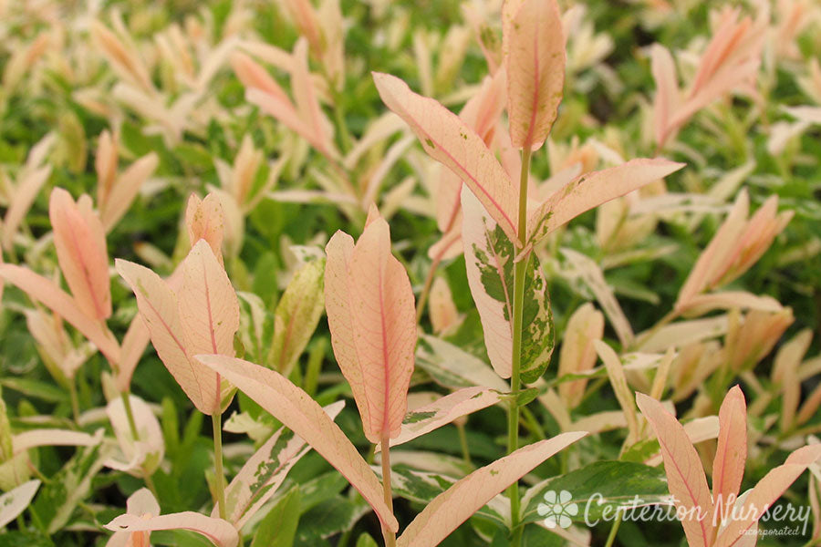 'Hakuro Nishiki' Willow Shrub