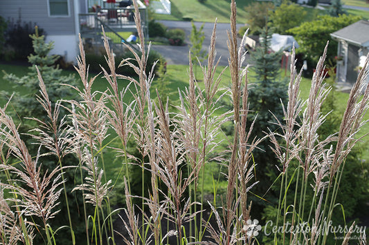 Hardy Pampas Grass