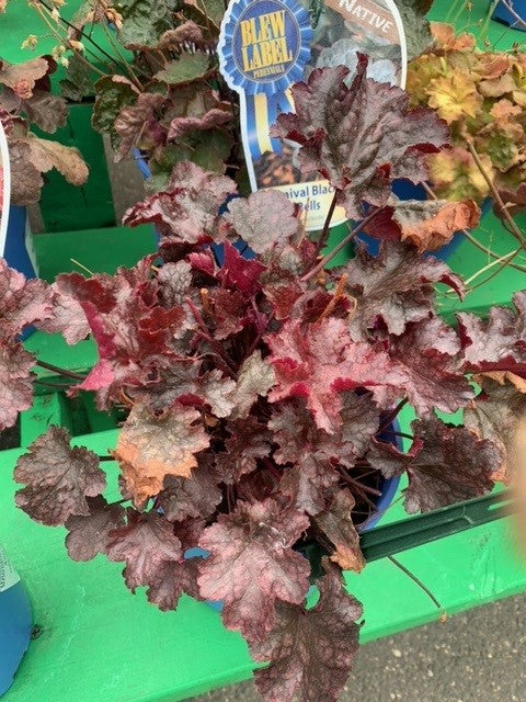 Heuchera