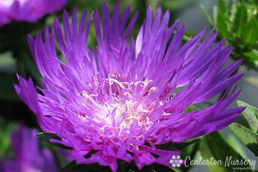 'Honeysong' Stokes Aster