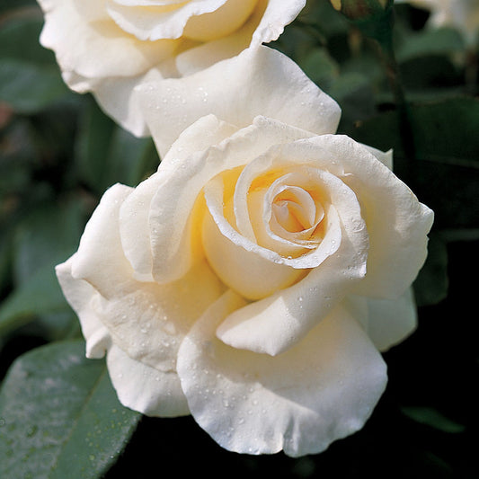 Honor Hybrid Tea Rose