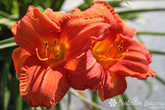 'Hot Ember' Trophymaker Daylily