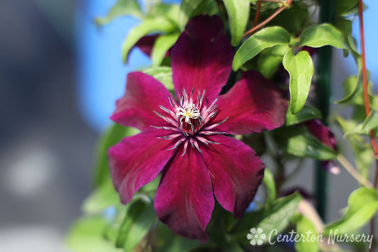 'Huvi' Clematis Vine