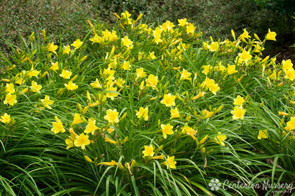 'Happy Returns' Reblooming Daylily