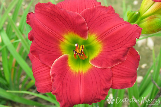 ‘Red Hot Returns’ Reblooming Daylily