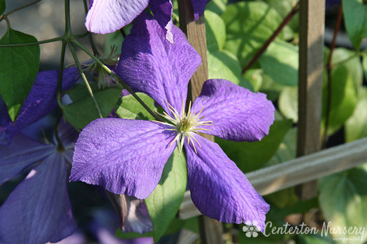 'Jackmanii' Clematis Vine