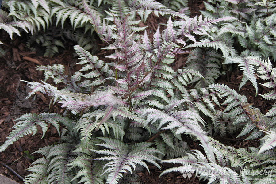 Japanese Painted Fern