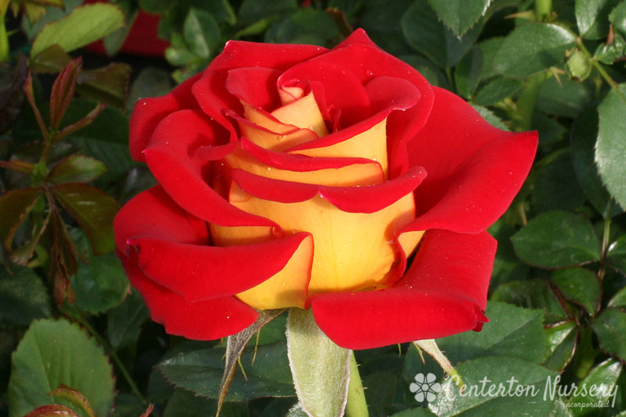 'Ketchup & Mustard' Hybrid Tea Rose – Dragonetti Florist & Garden Center