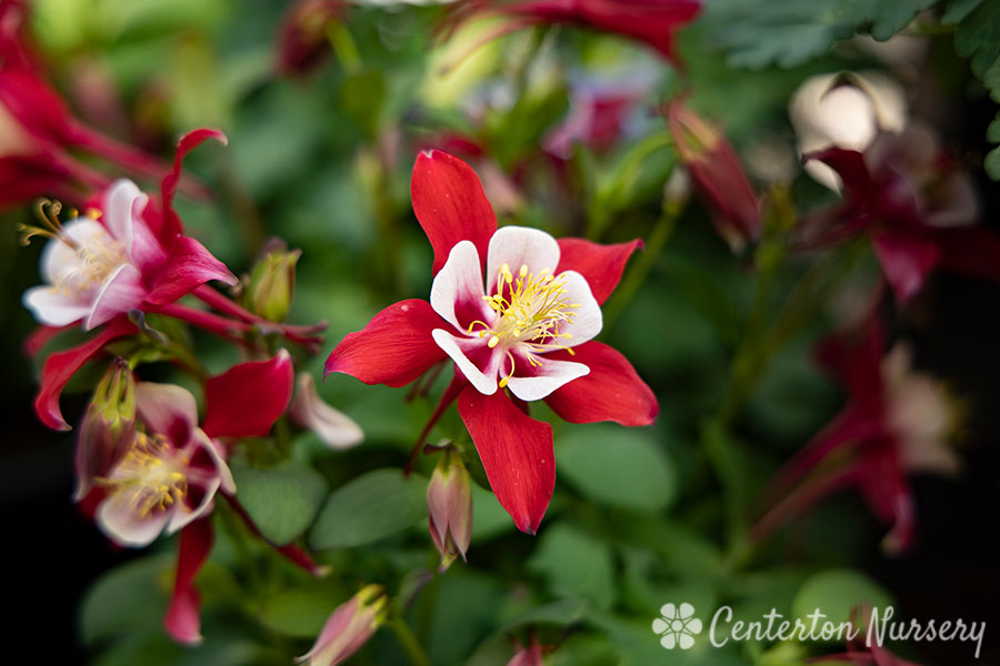 Kirigami 'Red & White' Columbine