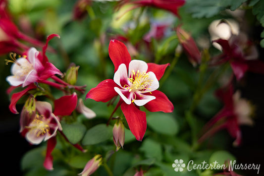 Kirigami 'Red & White' Columbine