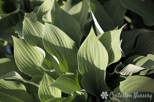 'Krossa Regal' Hosta