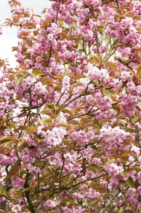 Kwanzan Flowering Cherry