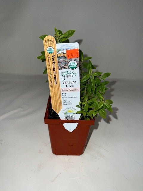 Lemon Verbena