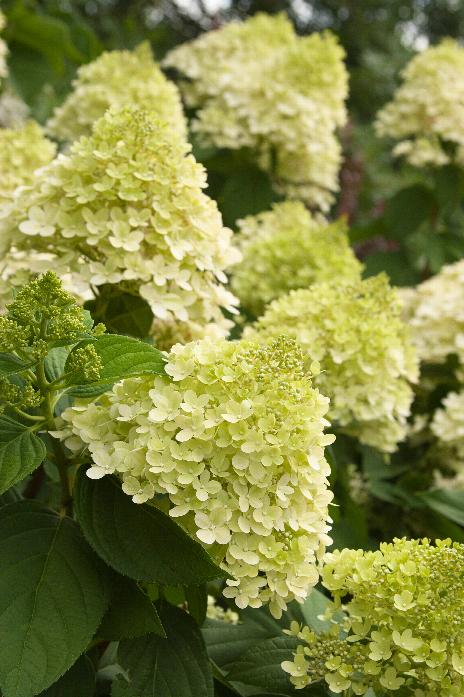 Limelight Hardy Hydrangea